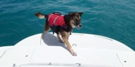 Dog on a boat