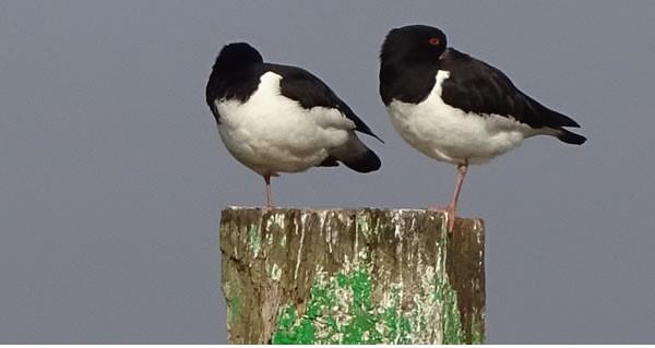 Wroxham Broad